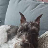 PetSmart Veterinary Services - Gilbert ico