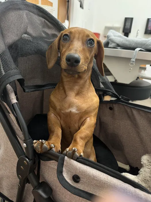 PetSmart Veterinary Services - Gilbert Picture 5