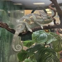 Petco ico