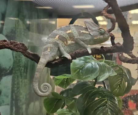 Petco