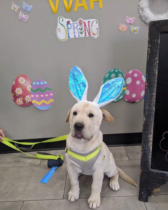 Val Vista Animal Hospital Picture 3