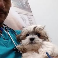 Dr Carr's Pet Repair ico