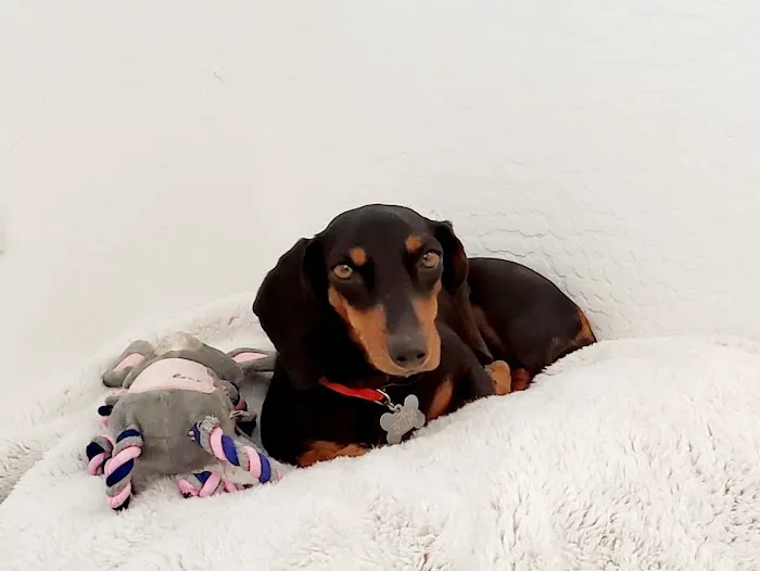 Dr Carr's Pet Repair Picture 6