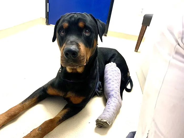 Dr Carr's Pet Repair Picture 5