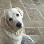 DC Ranch Animal Hospital
