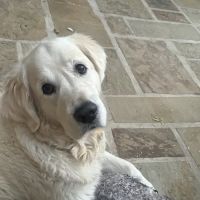 DC Ranch Animal Hospital ico