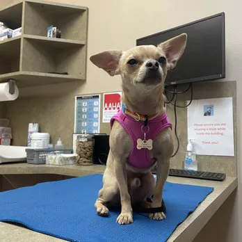 DC Ranch Animal Hospital Picture 4