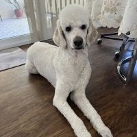 El Dorado Animal Hospital ico