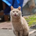 Ask Ariel Your Pet Nutritionist