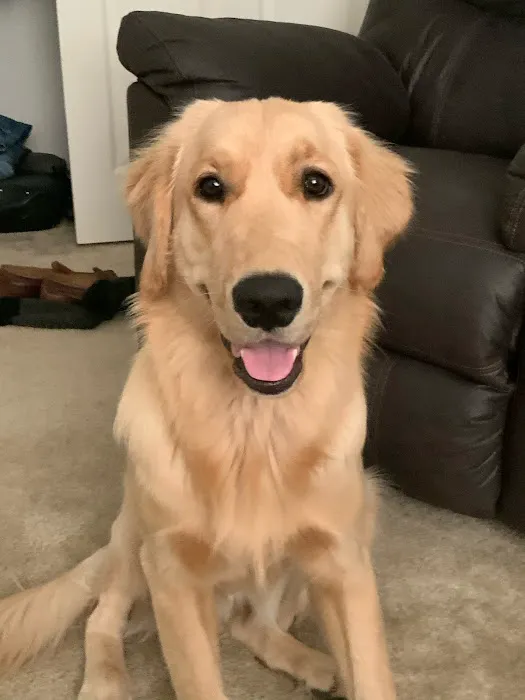 Ask Ariel Your Pet Nutritionist Picture 3