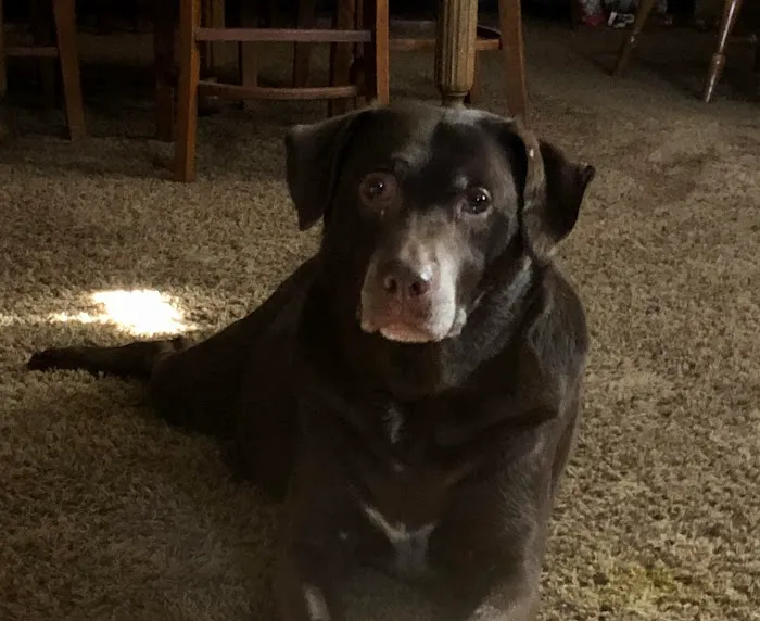 Ask Ariel Your Pet Nutritionist Picture 5