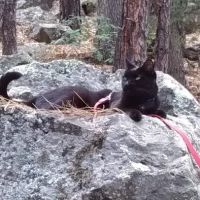 Palisades Veterinary Hospital ico