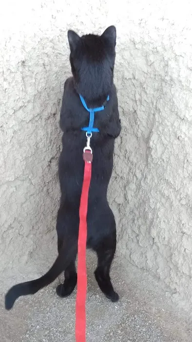 Palisades Veterinary Hospital Picture 5