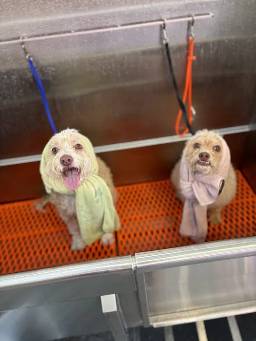 Naked Dog Bistro & Bath Picture 5