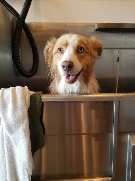 Dog Tub Picture 4