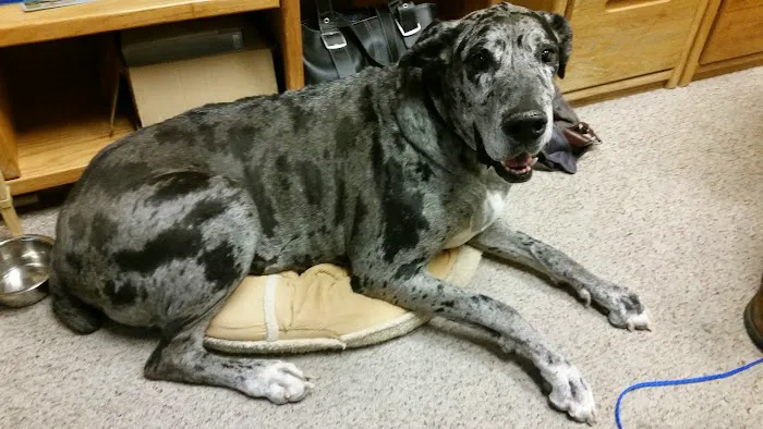 Fountain Hills Veterinary Hospital - NOW MERGED WITH BARK AVENUE ANIMAL HOSPITAL Picture 10