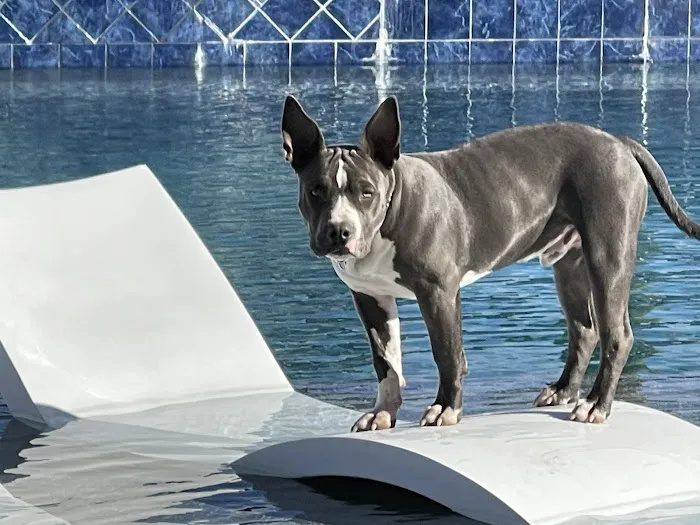Pima North Animal Hospital Picture 1