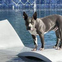 Pima North Animal Hospital ico