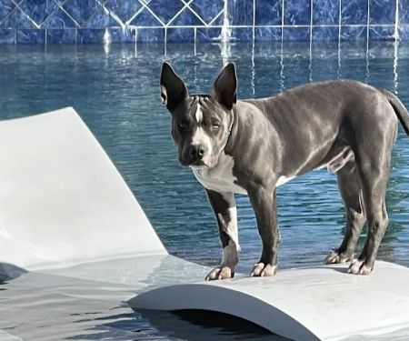 Pima North Animal Hospital