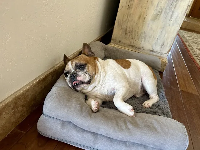 Pima North Animal Hospital Picture 9