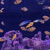 White Fish Reef ico