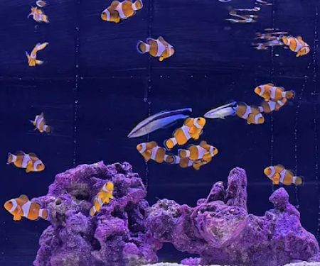White Fish Reef