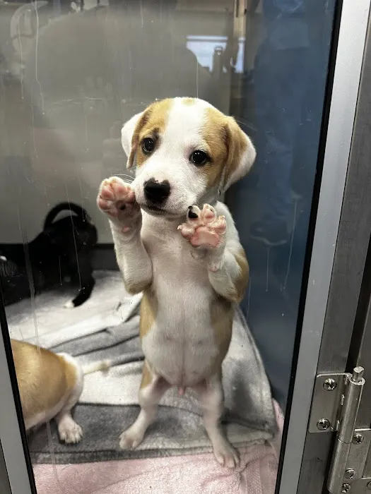 Trusted Paws Veterinary Clinic Picture 7