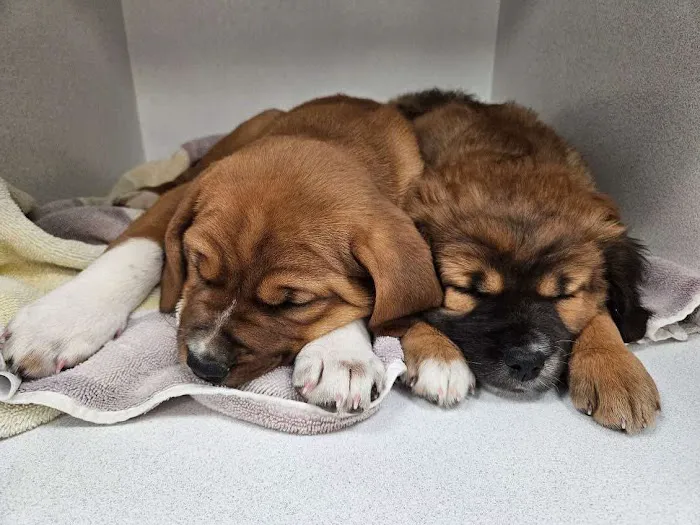 Trusted Paws Veterinary Clinic Picture 10