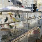 Gaby's pet shop