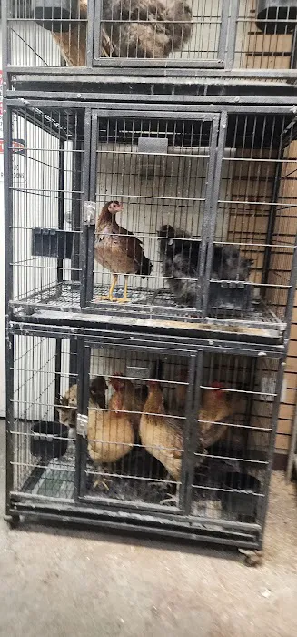 Gaby's pet shop Picture 8