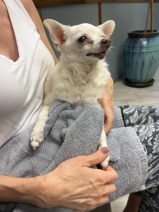1st Pet Veterinary Centers - Mesa Picture 5