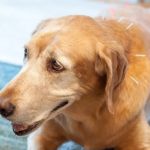 1st Pet Veterinary Centers - Mesa
