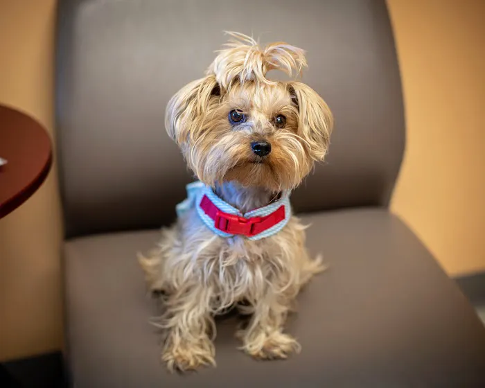 1st Pet Veterinary Centers - Mesa Picture 9