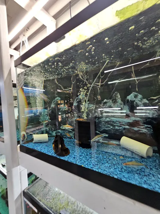 KMA Aquatic Pets Picture 4