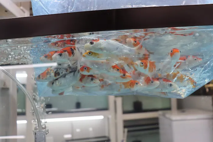 KMA Aquatic Pets Picture 3