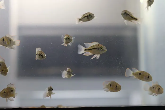 KMA Aquatic Pets Picture 7