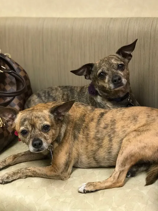 Higley Groves Animal Hospital Picture 10