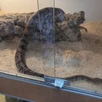 The Reptile Shop ico