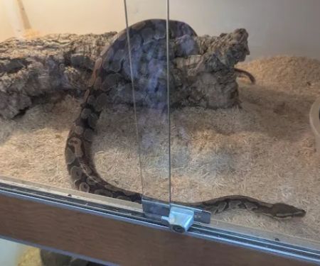 The Reptile Shop