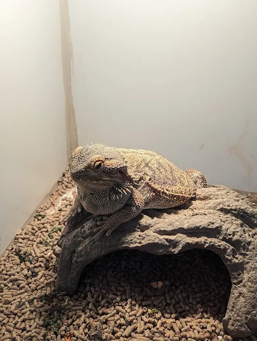 The Reptile Shop Picture 5