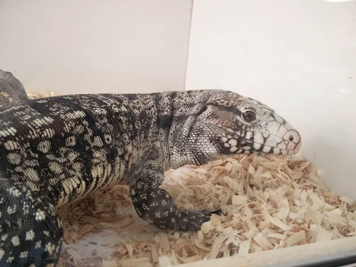 The Reptile Shop Picture 8