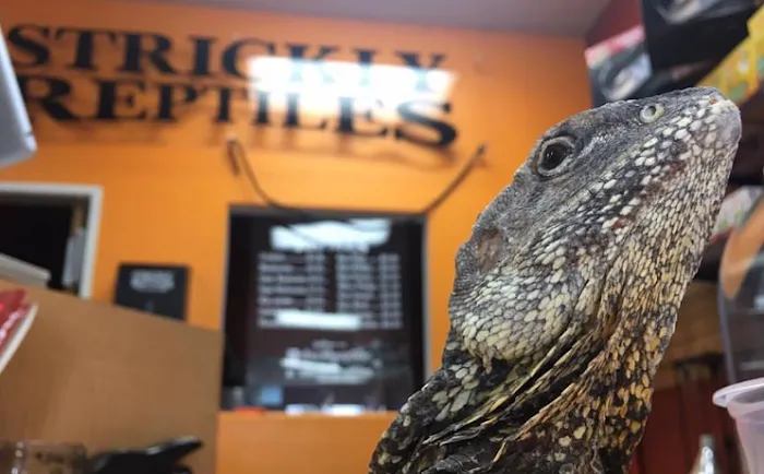The Reptile Shop Picture 10