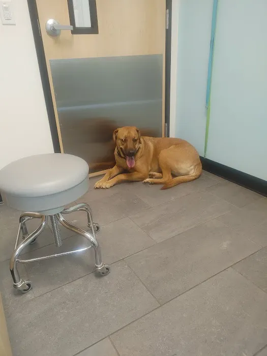 Banfield Pet Hospital Picture 4
