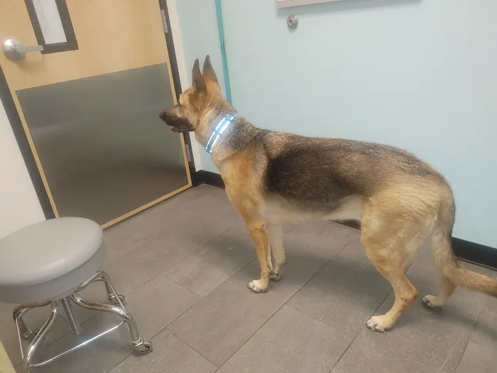 Banfield Pet Hospital Picture 5