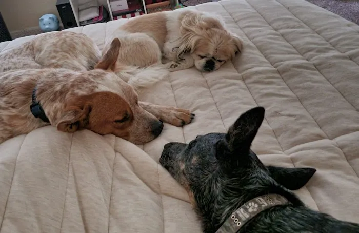 Banfield Pet Hospital Picture 8