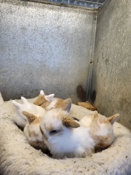 Hollywood Rabbits Picture 3
