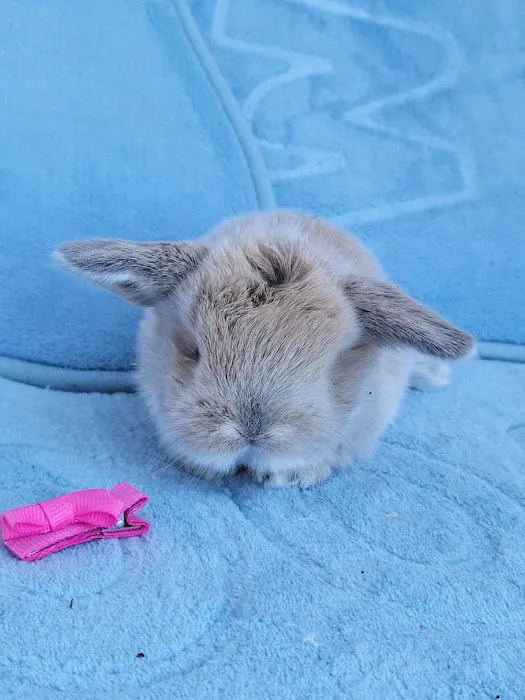 Hollywood Rabbits Picture 4