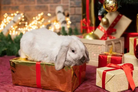 Hollywood Rabbits Picture 9