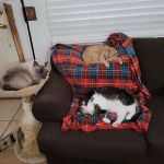 Banfield Pet Hospital