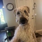 Vetco Total Care Animal Hospital